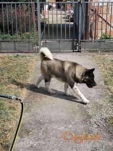 Americka Akita, mužjak slobodan za parenje